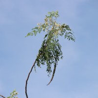 Moringa oleifera Lam.